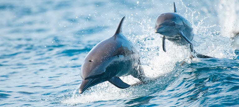 Dolphins